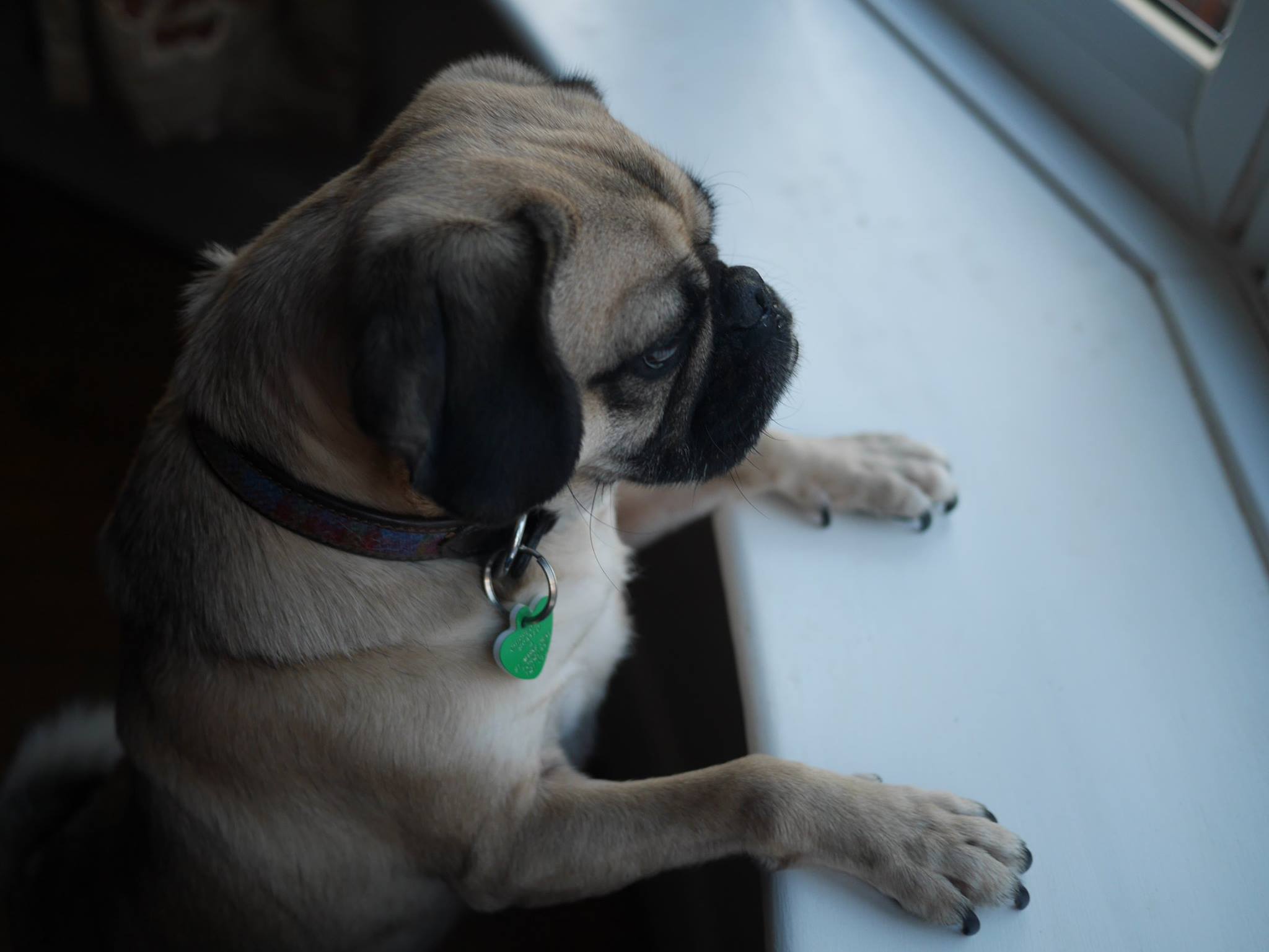 The Fairy Dog Mother Melanie Benham Newton Abbot Devon Dog Boarding